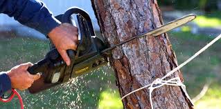Best Tree Cabling and Bracing  in Milford, PA