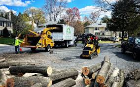 How Our Tree Care Process Works  in  Milford, PA