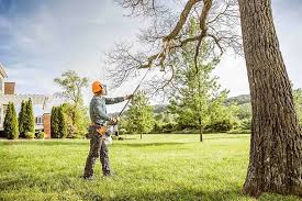 Best Lawn Disease Treatment  in Milford, PA