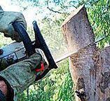 Best Hazardous Tree Removal  in Milford, PA