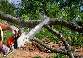Lawn Renovation and Restoration in Milford, PA