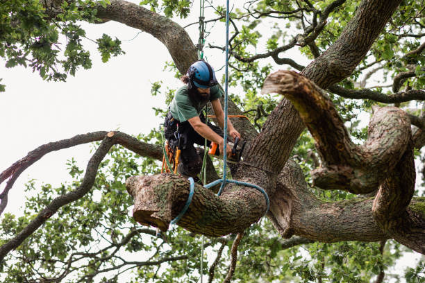 Professional Tree Care in Milford, PA