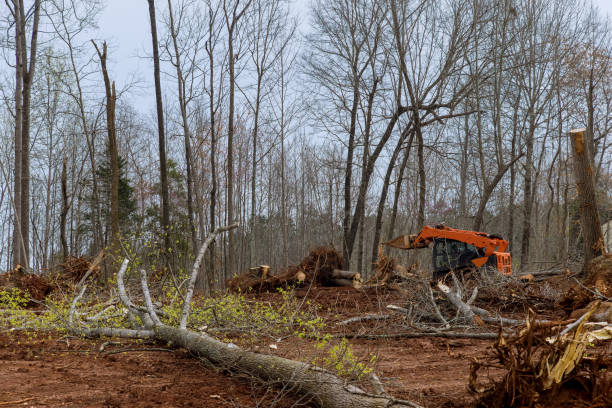 Best Stump Grinding and Removal  in Milford, PA