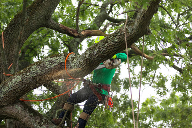 Best Root Management and Removal  in Milford, PA