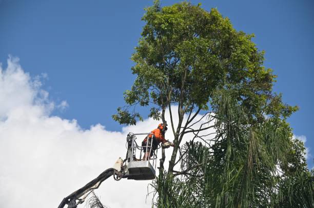 Best Lot and Land Clearing  in Milford, PA