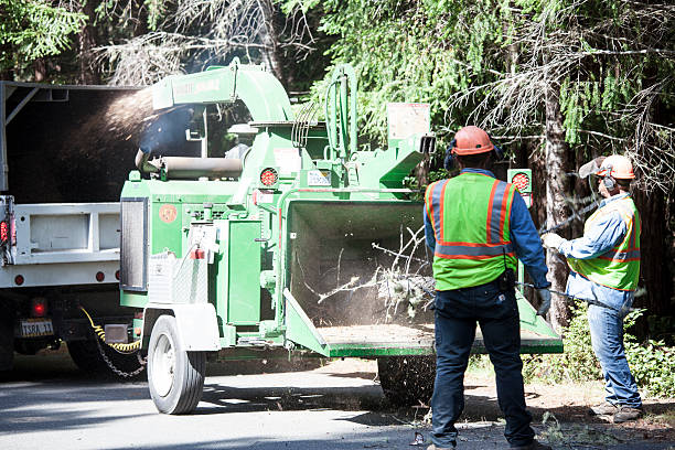 Best Palm Tree Trimming  in Milford, PA