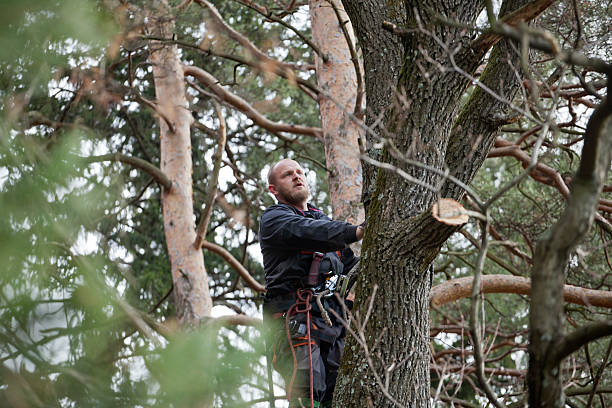 Best Arborist Consultation Services  in Milford, PA